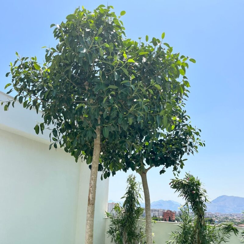 EasyLab WP ACF Components